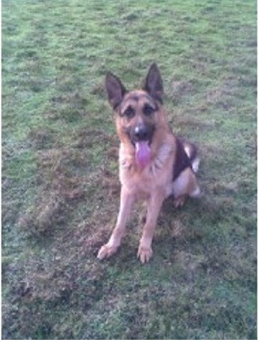 Newmarket Pet Sitters