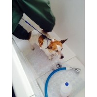 Francesca's mobile dog grooming Northampton Northamptonshire Logo 