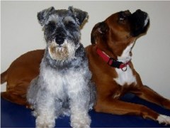 The Dog Salon Littleover Derby Derbyshire Logo 