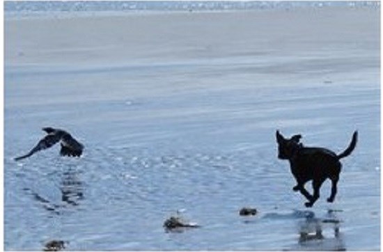 Walkies4all - Dog Walker & Pet Sitter