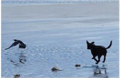 Walkies4all - Dog Walker & Pet Sitter Leek Staffordshire Logo 