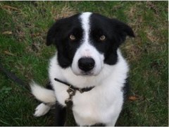 East Suffolk Pets Framlingham Suffolk Logo 