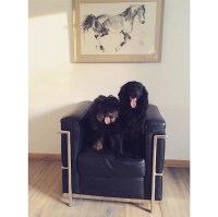 Poochie Proud Repton Derbyshire Logo 