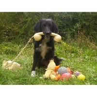 Fun With Dogs Gosport Hampshire Logo 