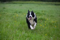 Norfolk Animal Care Services Downham Market Norfolk Logo 