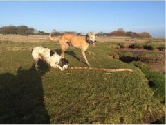 Coast & Country Dog Walkers, Horse & Pet Sitters Morecambe Lancashire Logo 