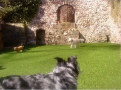 Waggytails Matlock Derbyshire Logo 