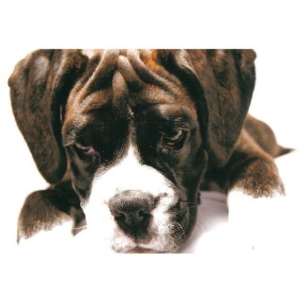 Poppy's Pals Dog Walking & Pet Care