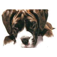 Poppy's Pals Dog Walking & Pet Care Shefford Bedfordshire Logo 