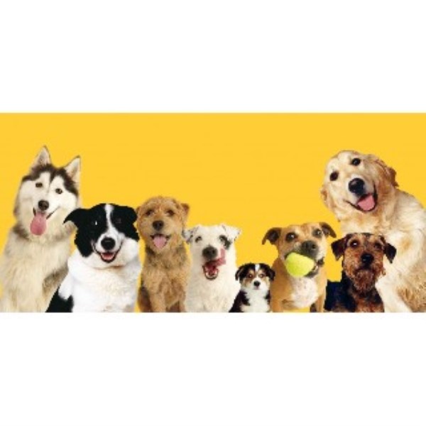 A DOGS BEST FRIEND HOME BOARDING & WALKING SERVICES love care & fun for your NO 1