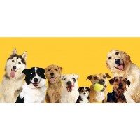 A DOGS BEST FRIEND HOME BOARDING & WALKING SERVICES love care & fun for your NO 1 Harlow Essex Logo 