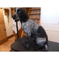 Southend Scalliwags Southend On Sea Essex Logo 