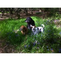 Paws Dog Walking Services Greenford Greater London Logo 