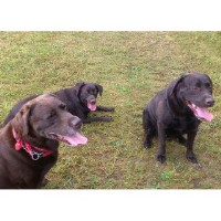 Just Animals Strood Kent Logo 