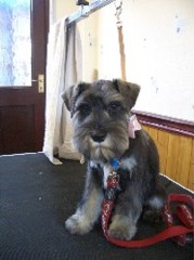 Precious Poochies Stoke-On-Trent Staffordshire Logo 