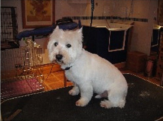 Caterham Clips Dog And Cat Grooming