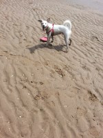 Pets At Home Alone Greasby Merseyside Logo 