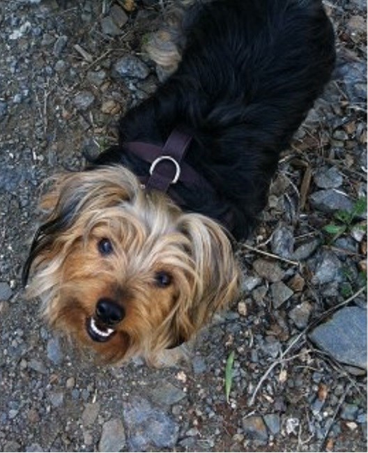 Dog Training Kilwinning Dog Training Kilwinning