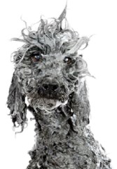 Smart Paws Daneshill, Basingstoke Hampshire Logo 