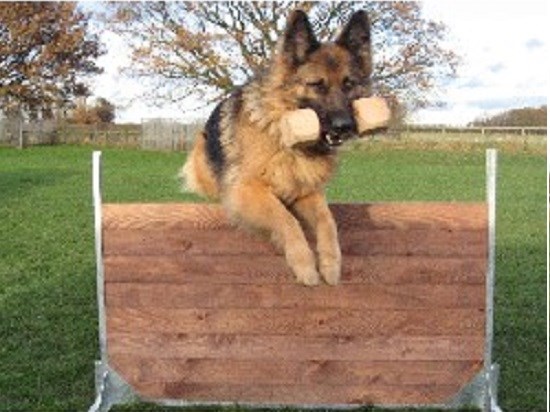 Puppy and Dog Trainers - Derbyshire | Best Buddies Dog-Father Training Egginton, Derby, Derbyshire DE65 6GU