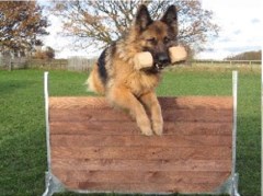 Dog-Father Training Egginton, Derby Derbyshire Logo 