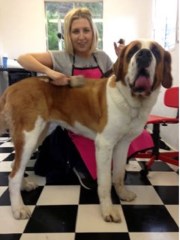 Snips pawfect dog grooming Kinnerton, Chester Flintshire Logo 