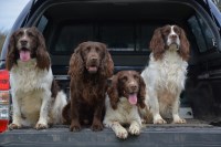 HMR Dog Walking Stoke Sub Hamdon Somerset Logo 