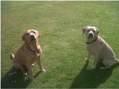 Fyne Pet Services Lochgilphead Argyll and Bute Logo 