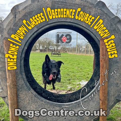 K9 Dogs Centre in Carlisle