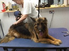 Champion Dog Boarding & Grooming Aylesbury Buckinghamshire Logo 