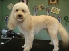 posh dogs Midhurst West Sussex Logo 