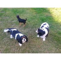 Doggy Carers Helensburgh Argyll and Bute Logo 