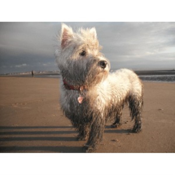 Shampoochies Pet Services