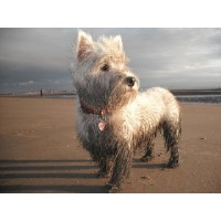 Shampoochies Pet Services Dudleston Heath, Ellesmere Shropshire Logo 