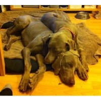 KT's K9s Andover Hampshire Logo 