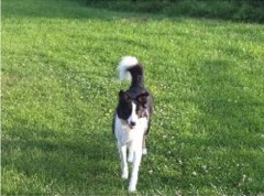 Dog Walking Lancashire Garstang Lancashire Logo 