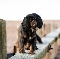 homeward hounds hastings East Sussex Logo 