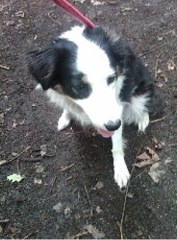 Steph's Dog Walking Ellesmere Shropshire Logo 