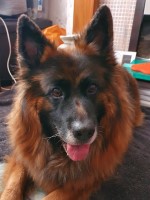 polite paws Wolverhampton West Midlands Logo 