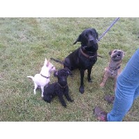 Dog Empire Puppy/junior Training Class Uppingham Rutland Logo 