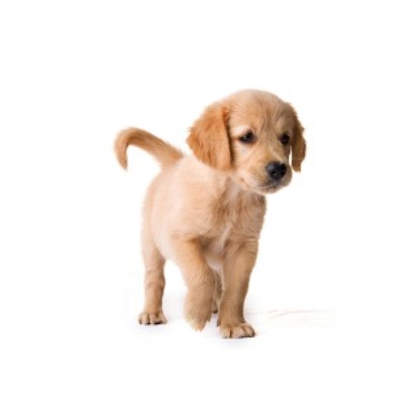 Mucky Pups Dog Grooming