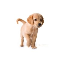 Mucky Pups Dog Grooming Kendal Cumbria Logo 