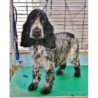 Doggy Styles dog grooming Sherborne Dorset Logo 