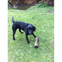 Rachel's Pet Care Services Penarth Cardiff Logo 