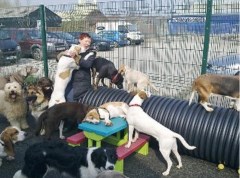 Goody 4 Paws Doggy Daycare Centre Radcliffe Lancashire Logo 