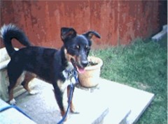 Dawg Days Kilmarnock East Ayrshire Logo 