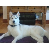 Dial a dog wash Peacehaven Peacehaven East Sussex Logo 