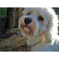 ALL 4 PAWS PUDSEY Pudsey West Yorkshire Logo 