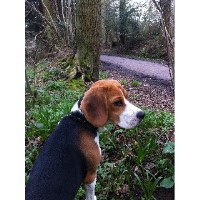 Dogmersfield Pet Care Fleet Hampshire Logo 