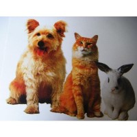 Sam's Forever Groomers Llantwit Major Vale of Glamorgan Logo 